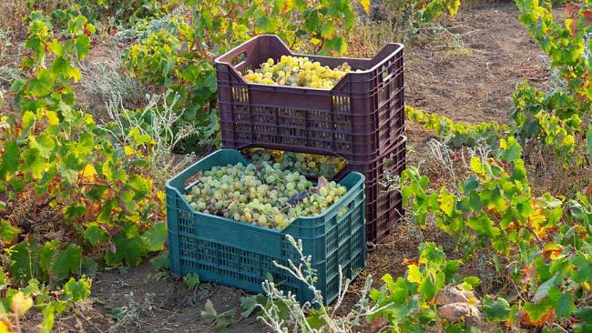 Pantelleria, 