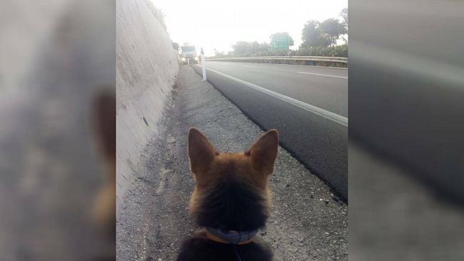 Cane scomparso salvato in autostrada, il grande gesto di un uomo coraggioso