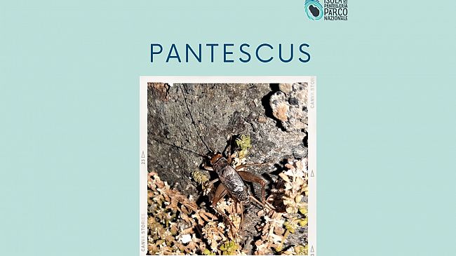 Si chiama “Pantescus” la nuova specie di grillo scoperta a Pantelleria