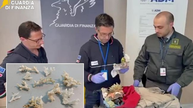 ​Sequestrati 13 esemplari di corallo in aeroporto, pesanti sanzioni a 2 italiani tornati dall’estero