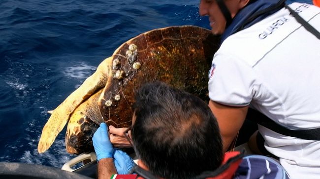 Pantelleria, la guardia costiera recupera tartaruga caretta caretta