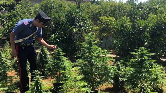 Scoperta piantagione di marijuana. Quattro marsalesi arrestati dai Carabinieri.
