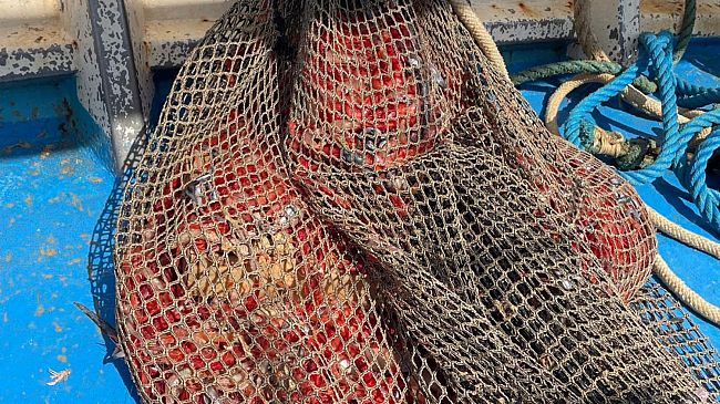 La Capitaneria di Porto di Trapani ferma due unità da pesca a strascico e sequestra un quintale di prodotti ittici 