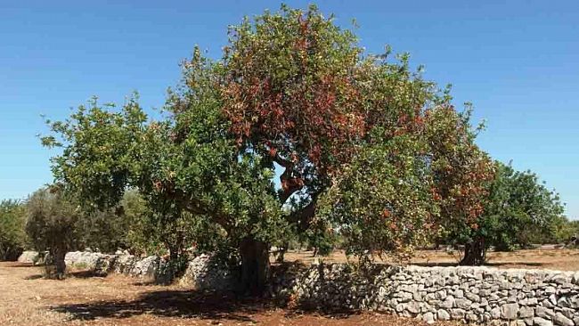 Agricoltura, Cracolici: “Attivato il piano di contenimento del coleottero che infesta i carrubi iblei.”