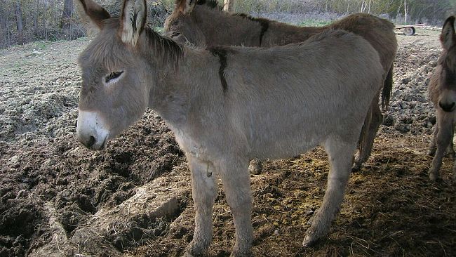 Giudice corrotto per un’asina