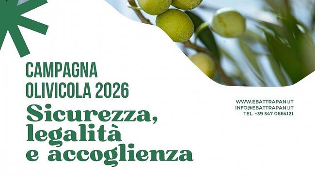 Campagna di raccolta olive da mensa Nocellara del Belice, importanti novità saranno illustrate oggi