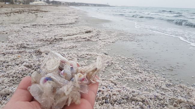 mazara-esperti-svelano-il-fenomeno-e-le-cause-avvenuto-nella-spiaggia-di-tonnarella-un-segnale-per-i-pescatori