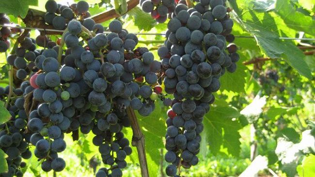 Petrosino, crisi viticoltura trapanese. Nota del sindaco e dell'assessore all'Agricoltura