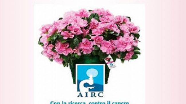Mazara: domenica 10 maggio la vendita delle azalee della ricerca dell’AIRC