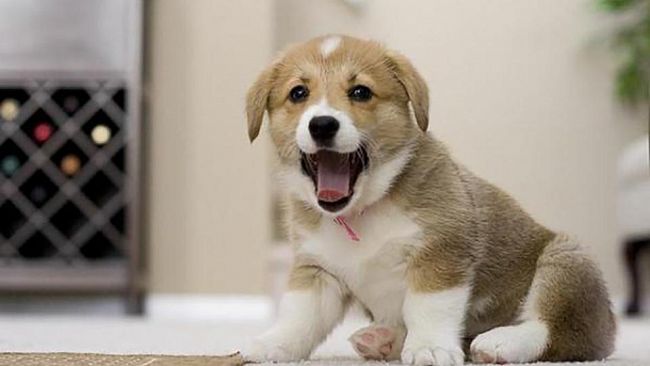 Consigli utili per insegnare al proprio cane dove fare i bisogni