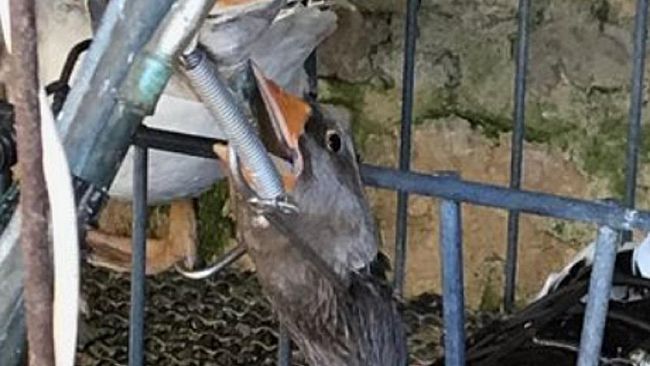 Agricoltura e non solo: fois gras prelibatezza chic ma non troppo