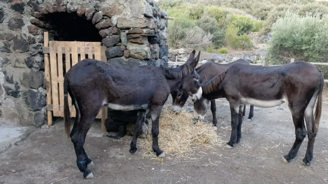 Pantellleria. Tre piccole Muse del lavoro e del paesaggio agricolo annunciano un evento speciale