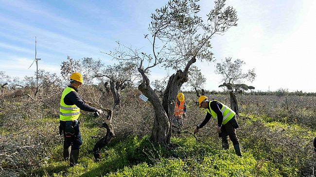 Terna espianterà e ripiantumerà oltre 1700 ulivi nel territorio di Partanna