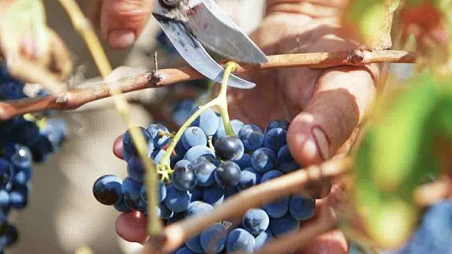 Le Cantine Paolini fanno incetta di premi alla quinta edizione del Decanter Asia Wine Awards