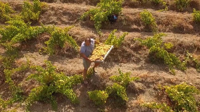 L’Ente Parco Nazionale Isola di Pantelleria lancia il bando “Pantelleria vitata e sostenibile