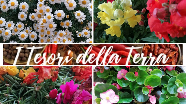 Tesori della Terra, fiori profumati e colorati 