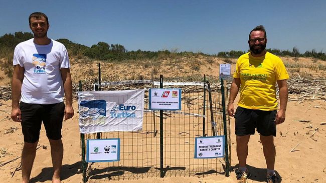 Rinvenuto nido di tartaruga marina nella spiaggia di Triscina Legambiente e WWF insieme per la tutela del sito