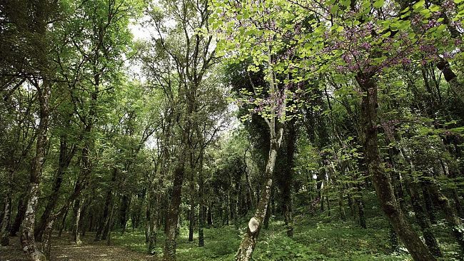 Presentato progetto di valorizzazione naturalistica del Bosco Sacro e del Giardino del Balio di Erice
