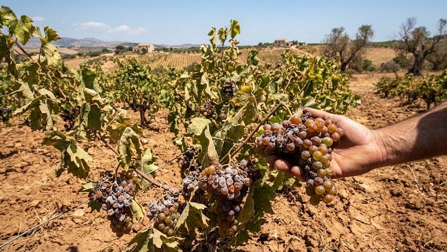 marsala-la-sindaca-patti-e-lass-coppola-necessarie-risorse-le-imprese-agricole-e-salvaguardare-la-vendemmia-2027