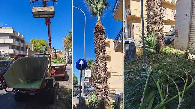 ​Erice, avviata la potatura delle palme nel territorio comunale