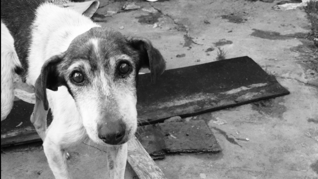 Randagismo in Sicilia, migliaia di cani senza casa