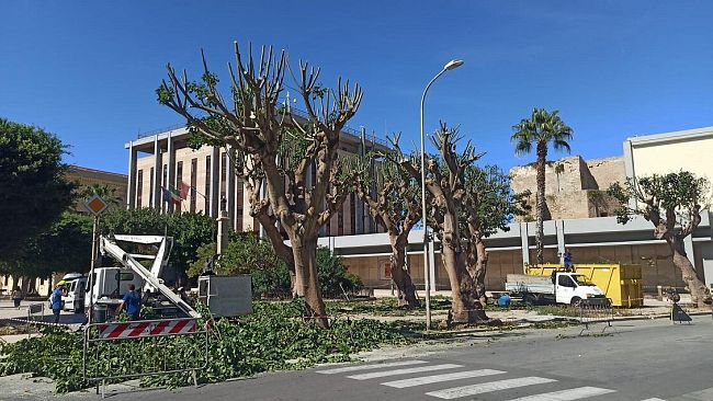 Trapani, eritrine: potature terminate in piazza Vittorio Veneto
