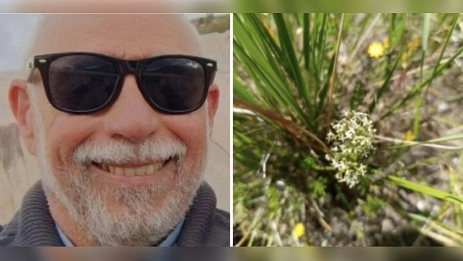 Scoperte a Mazara nuove popolazioni di una rara pianta a rischio estinzione