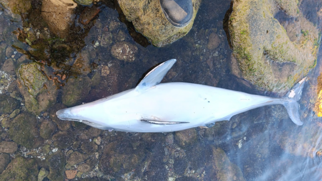 Mazara, cucciolo di delfino trovato senza vita tra gli scogli 