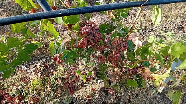 Peronospora e caldo attaccano le vigne. A Trapani e Palermo in fumo il 40% del raccolto