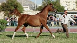 SAN VITO LO CAPO – Sfilano 100 cavalli arabi