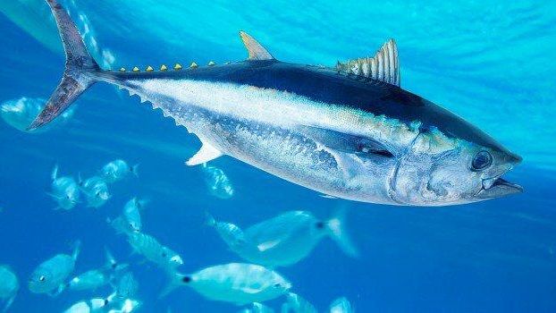Pesca del tonno rosso: l’Asp di Trapani avvia campagna per il consumo in sicurezza