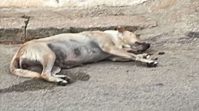 Mazara, a Borgata Costiera due cani investiti. Uno è morto 