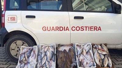Mazara, controlli della Guardia Costiera: 50 Kg di pesce sequestrati