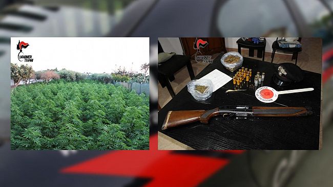 Marsala: scoperta nuova piantagione di marijuana, un marsalese in manette.