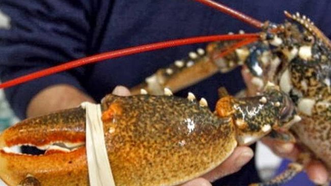 Trapani: maltrattamento di animali. denunciato ristoratore dai carabinieri