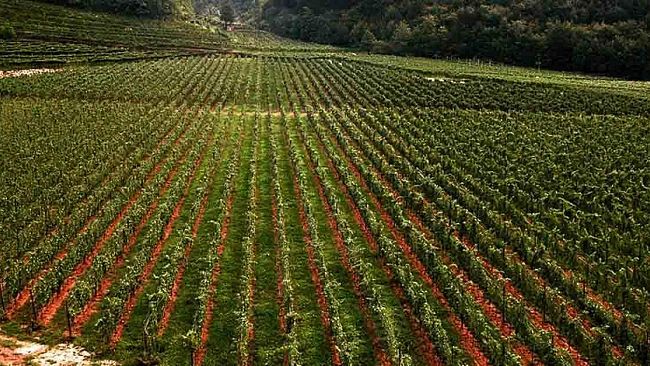 Bando biologico 2012, il Cga annulla la sentenza del Tar: pronti a sbloccare i pagamenti per 8000 aziende”