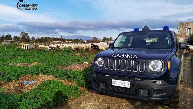 Locogrande. i Carabinieri denunciano un uomo per macellazione clandestina