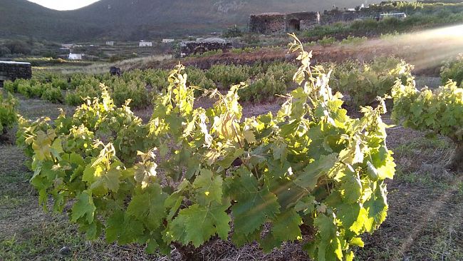 Giornata Mondiale per l’Ambiente 2020: in un click l’unicità della vite ad alberello di Pantelleria, patrimonio Unesco