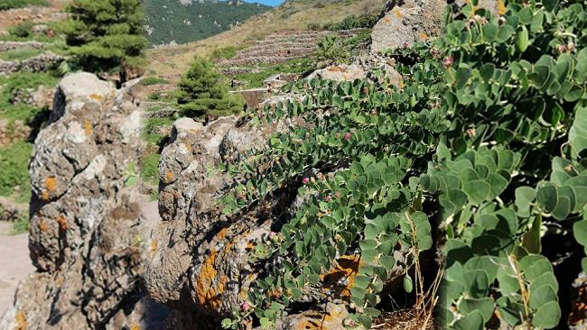 Le proprietà del cappero contrastano il Covid-19. L’invito del Parco di Pantelleria ad un’alimentazione mediterranea