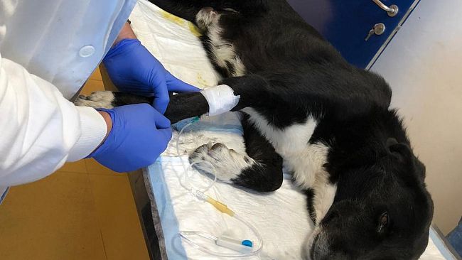 Tre Fontane, 4 cani avvelenati sul lungomare est. Si cerca disperatamente di salvarli
