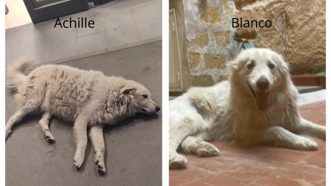 Mazara, barbaramente uccisi Achille e Blanco i due cani scomparsi da circa un mese 