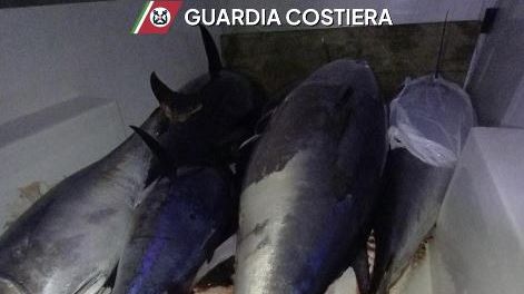 Nuovo maxi sequestro di tonno rosso avariato: bloccati otto quintali illegali