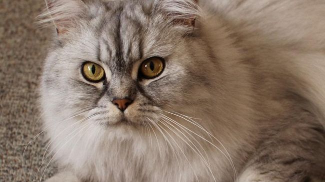 Nuova campagna di sterilizzazione gratuita per i gatti di Castelvetrano