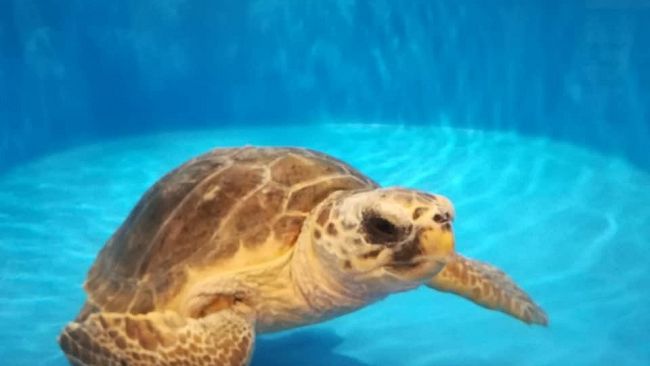 Giornata Mondiale delle Tartarughe Marine: a Favignana torna libera in mare Demetra