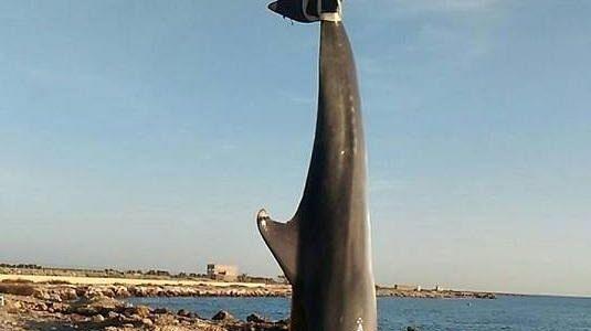 Petrosino, delfino già morto si arena davanti il lungomare Biscione