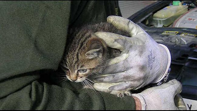 Marsala, Segnalazioni di maltrattamenti nei confronti di gatti, il Sindaco Di Girolamo: gli atti di inciviltà e crudeltà non sono tollerati