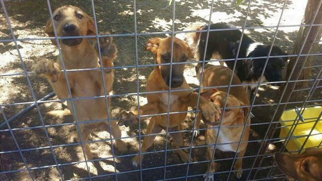 Marsala, manutenzione straordinaria al Canile Municipale