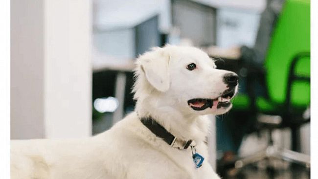Benessere animale e produttività: l'Assessorato regionale dice sì agli animali in ufficio