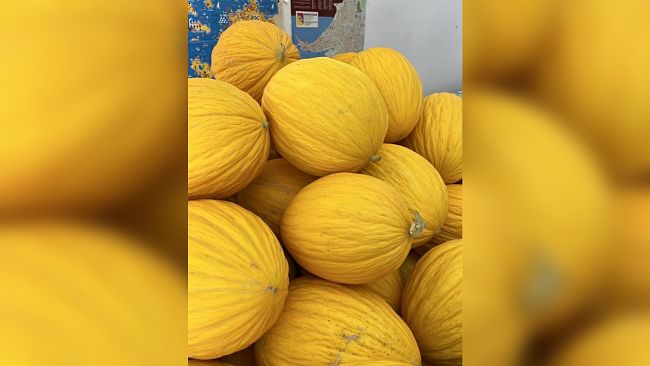 Paceco, al via oggi la “Sagra del Melone Giallo”