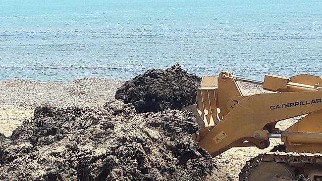 Codici e Tribunale del Malato intervengono sulla vicenda alghe